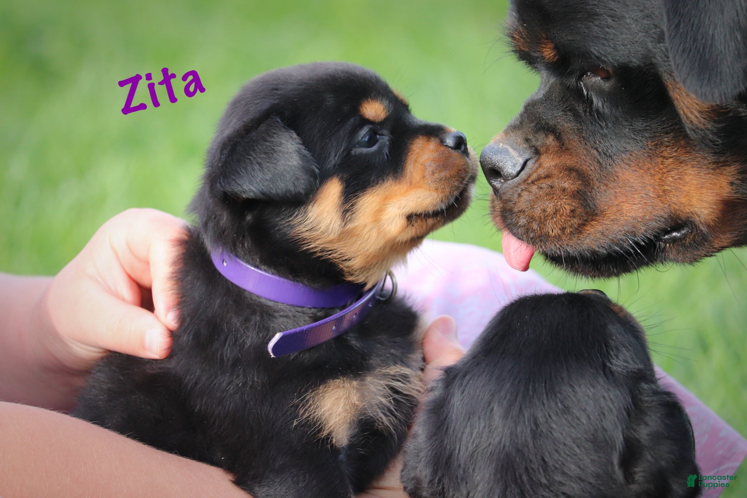 Rottweiler dogs Zita w LONG TAIL  - Ad 1
