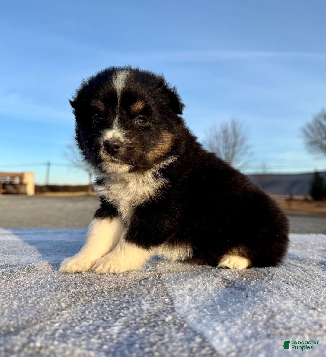 Miniature Australian Shepherd dogs for sale: Skye - Ad 2