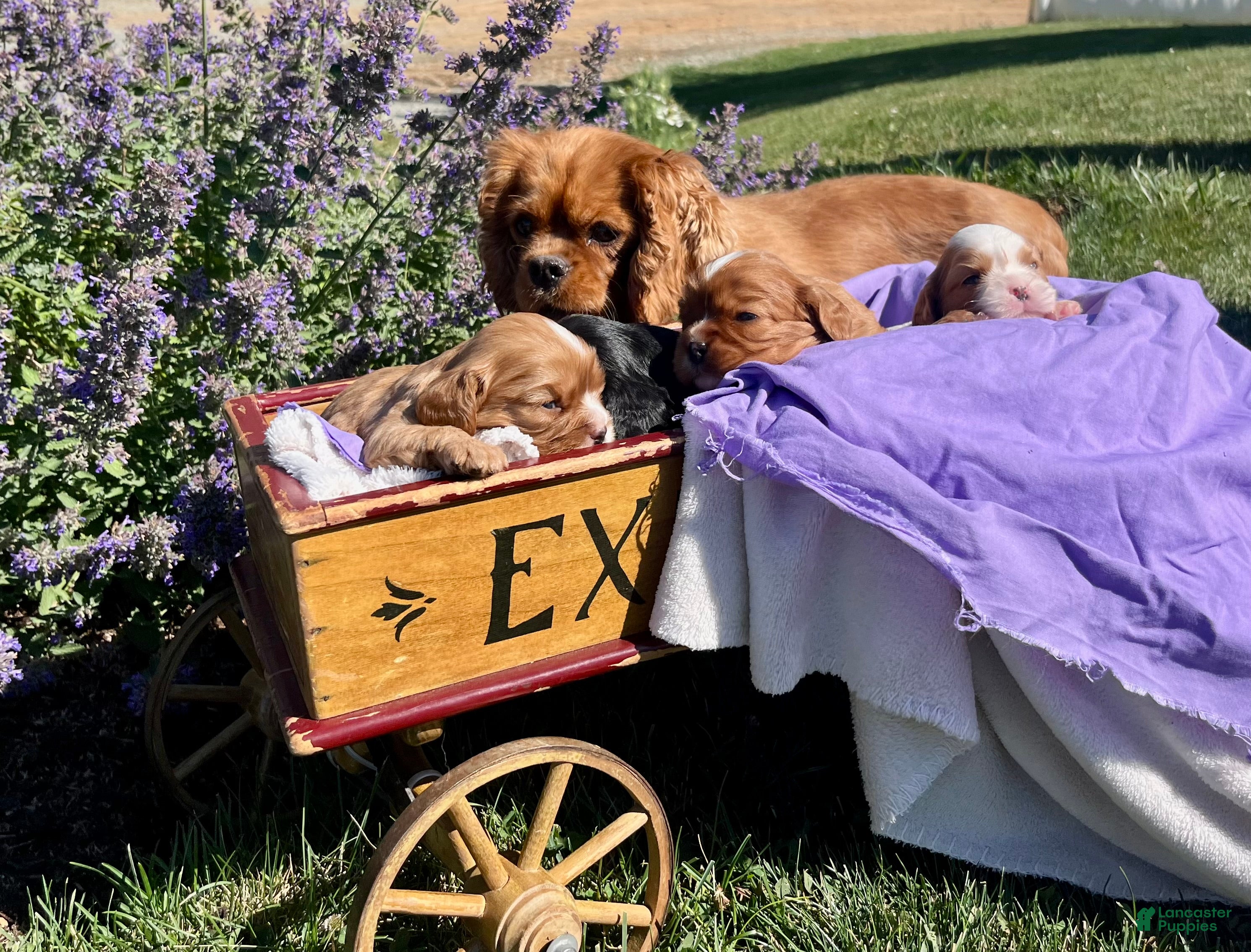 Cavalier King Charles Spaniel dogs Sweet Lilly❤️AKC Momma Heart Tested - Ad 2