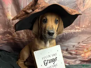 Great Dane dogs Fawn (heavy Euro) - Ad 24