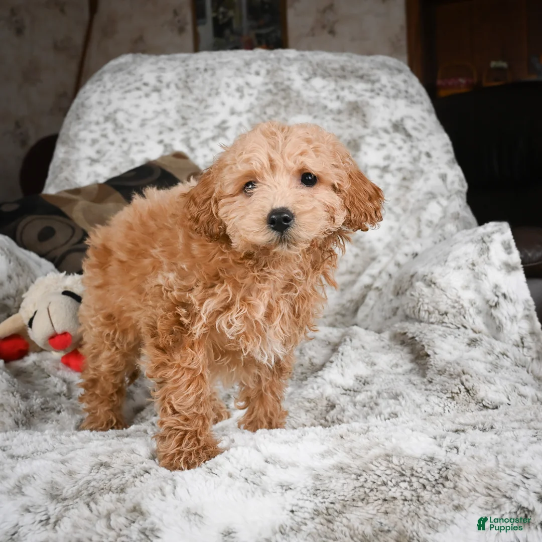 Cavapoo dogs for sale: Capper - Ad 5