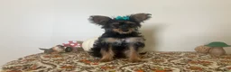 Morkie dogs for sale: Morkie 1 - Ad 3