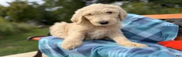Labradoodle dogs for sale: Ginger (Girl) - Ad 6