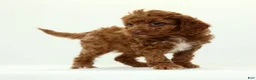 Cavapoo dogs for sale: Lars - Ad 4
