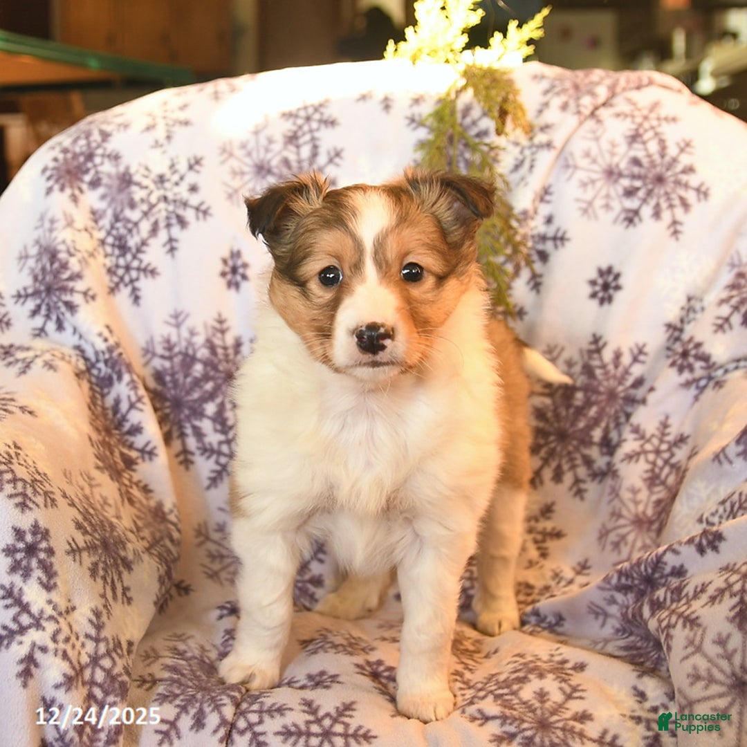 Shetland Sheepdog dogs for sale: Eclipse - Ad 2