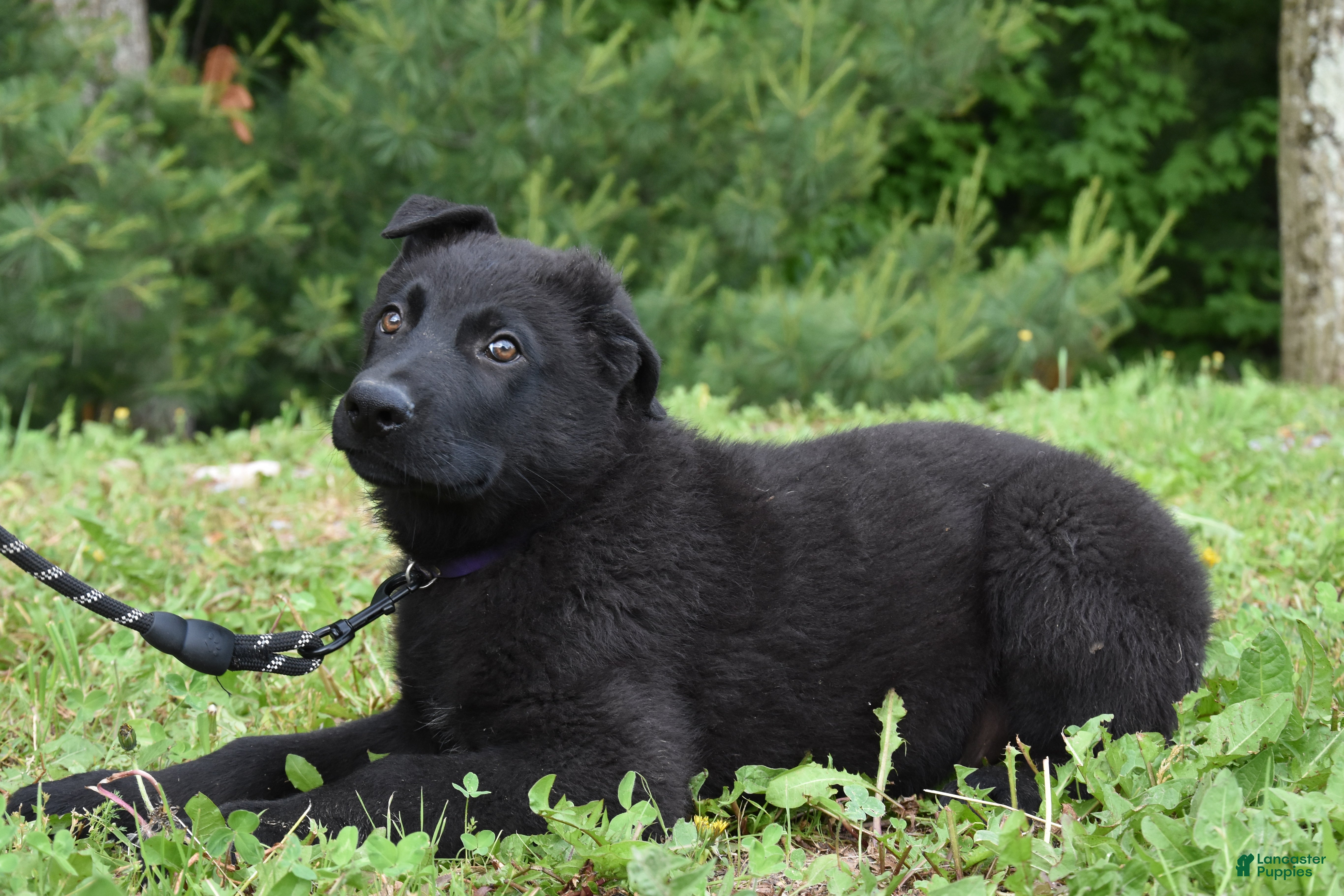 German Shepherd dogs Royal - Ad 2