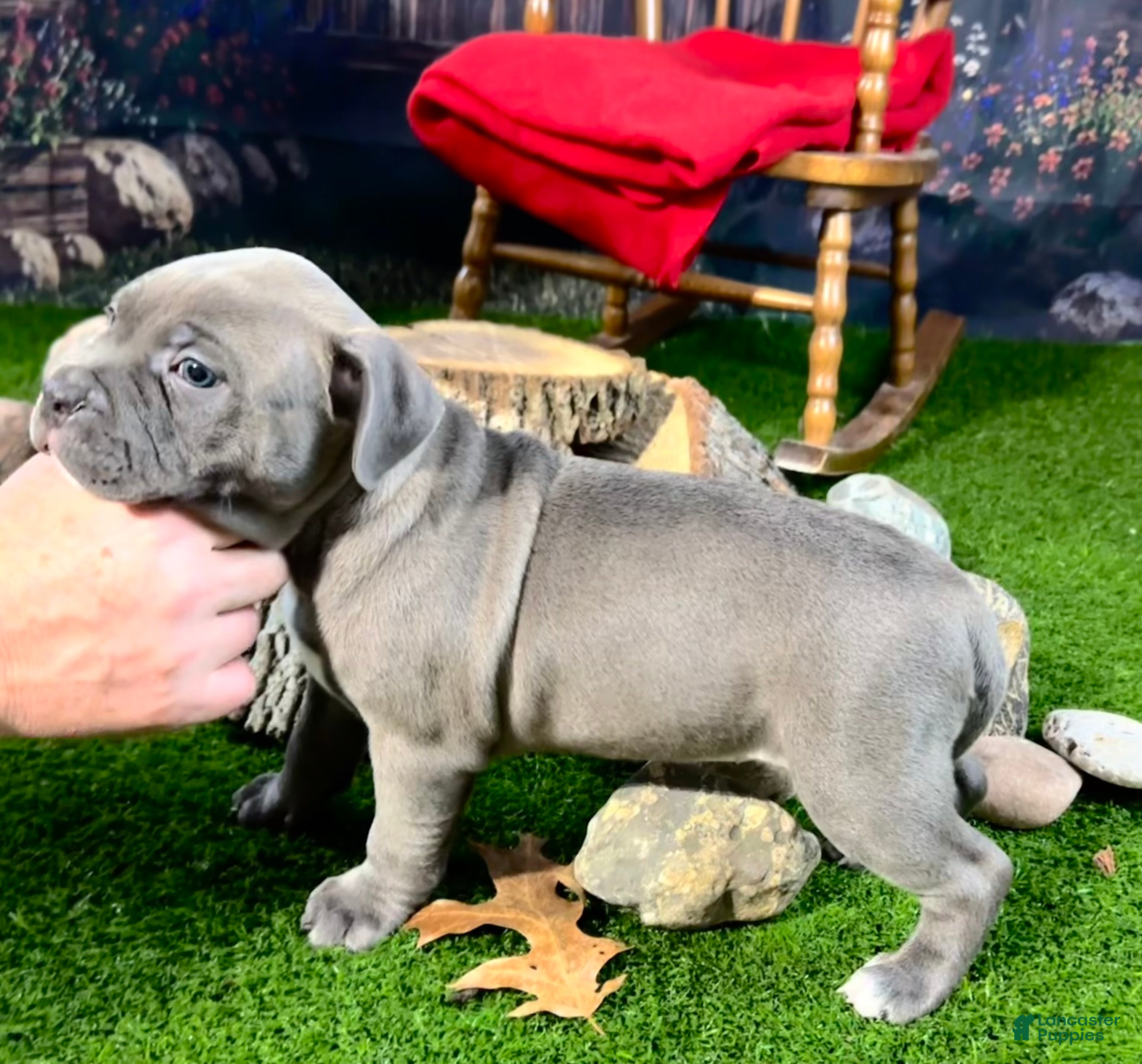American Bully dogs American Bully 3 - Ad 2