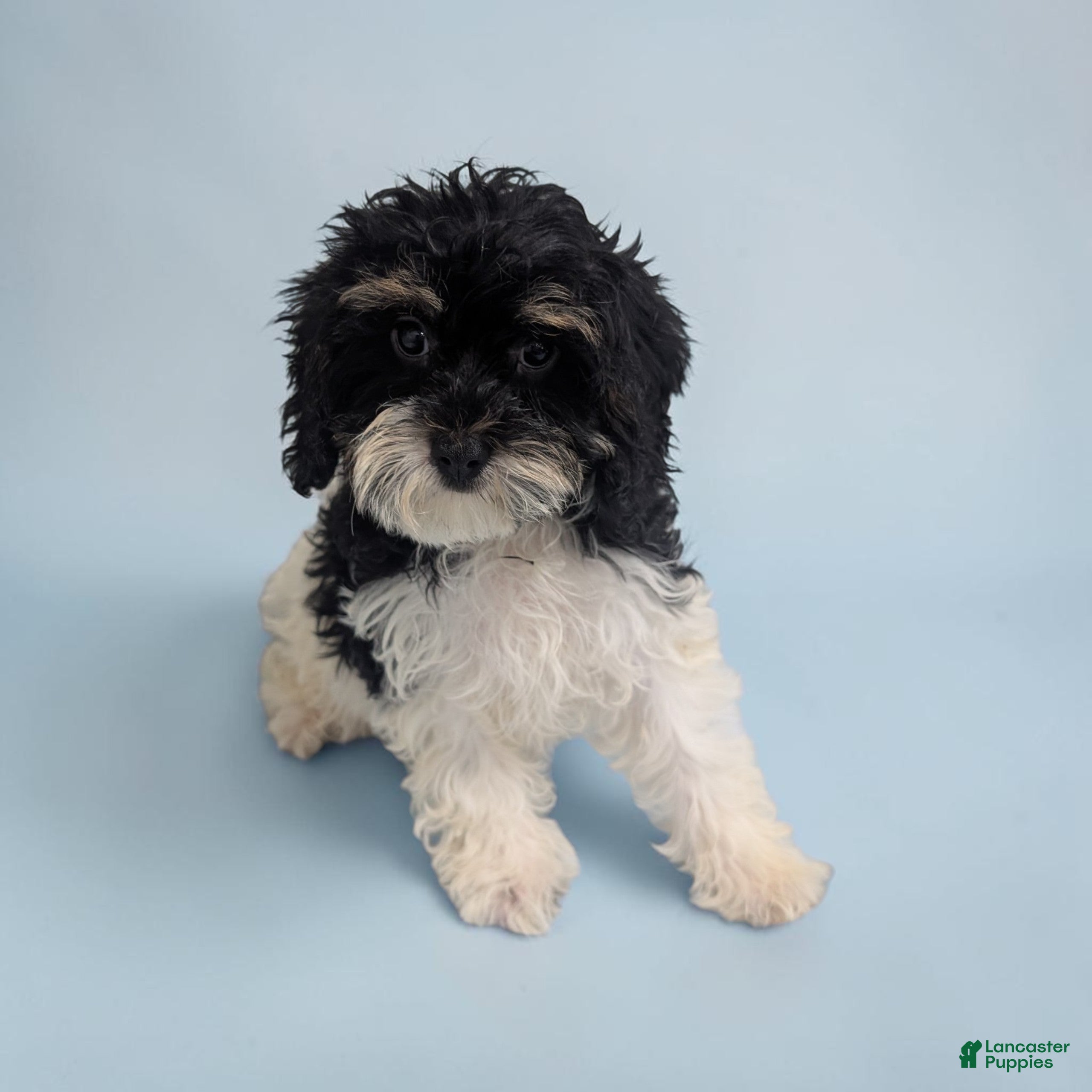 Cavapoo dogs Cleo - Ad 1