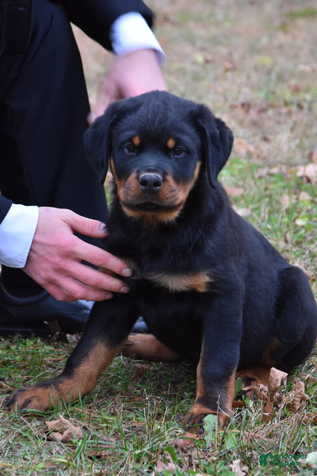 Rottweiler dogs for sale: Tank - Ad 2