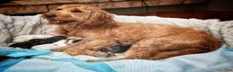 Mini Goldendoodle dogs for sale: Sweet Pea - Ad 15