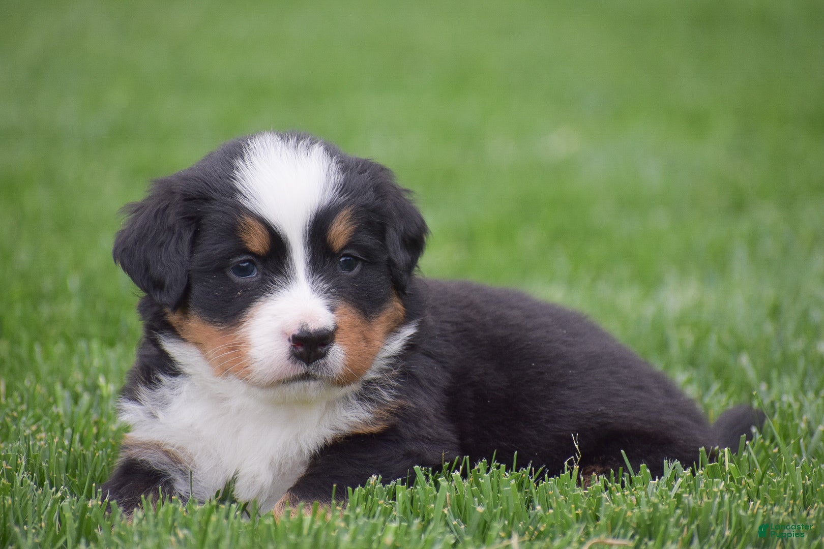 Bernese Mountain Dog dogs for sale: Meadow - Ad 6