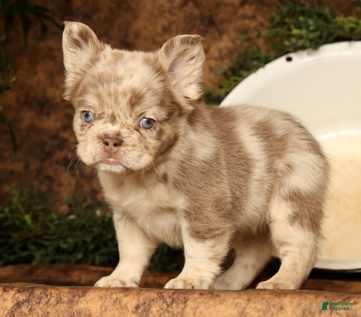 French Bulldog dogs for sale: Liney - Ad 7