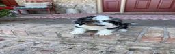 Mini Bernedoodle dogs for sale: Dash  - Ad 2