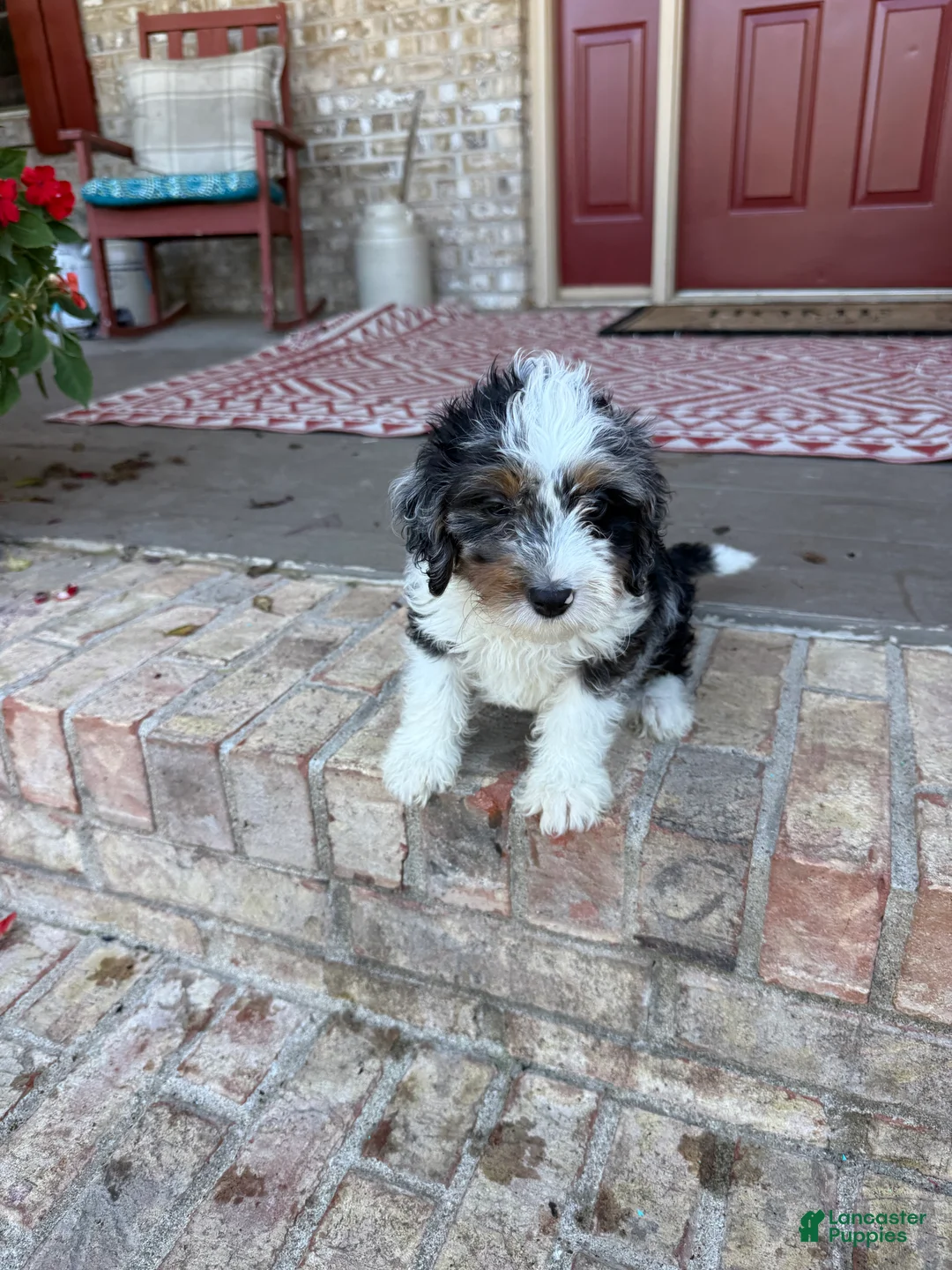 Mini Bernedoodle dogs for sale: Dash  - Ad 2