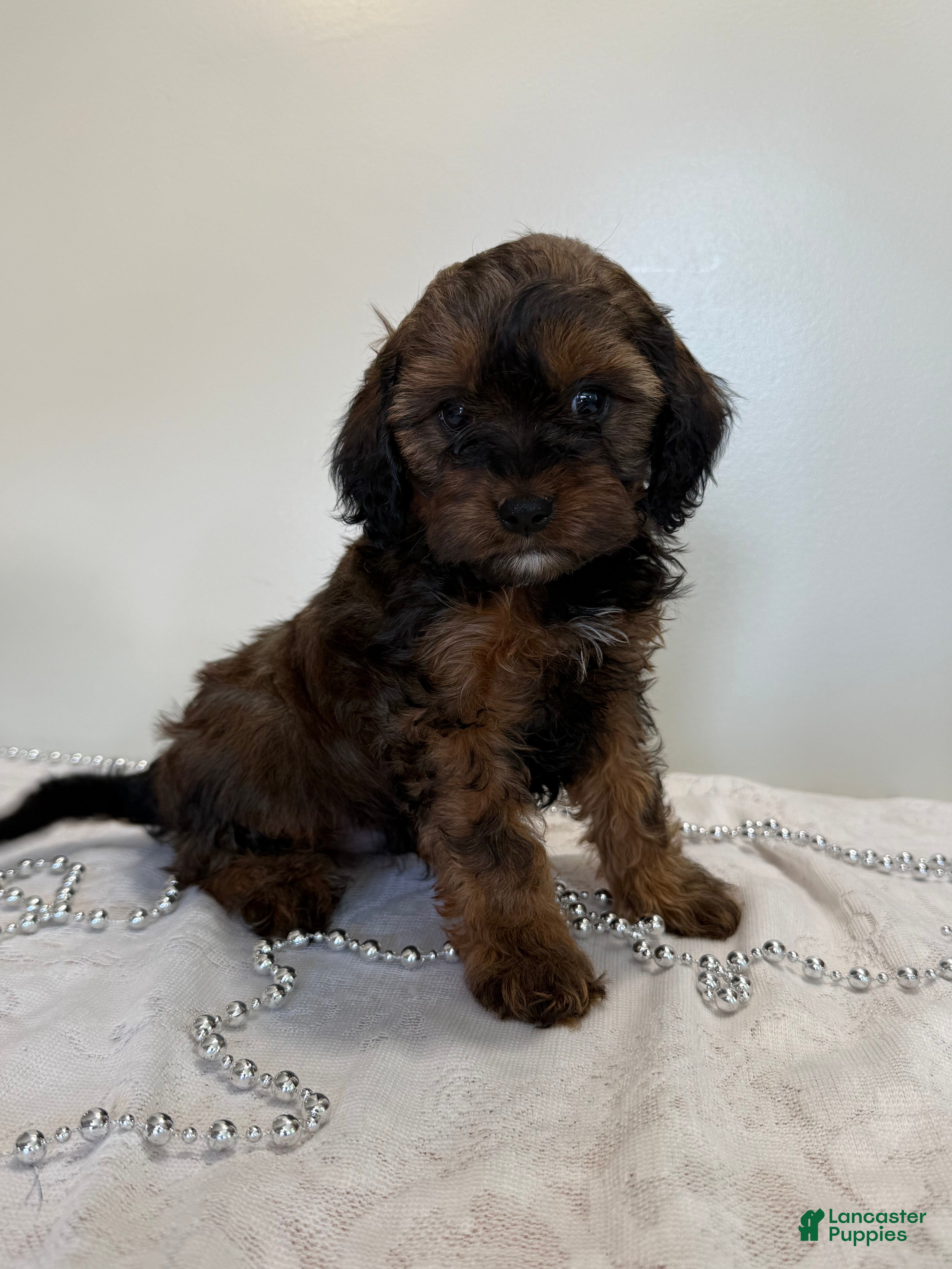 Cavapoo dogs Coffee Cavapoo  - Ad 2