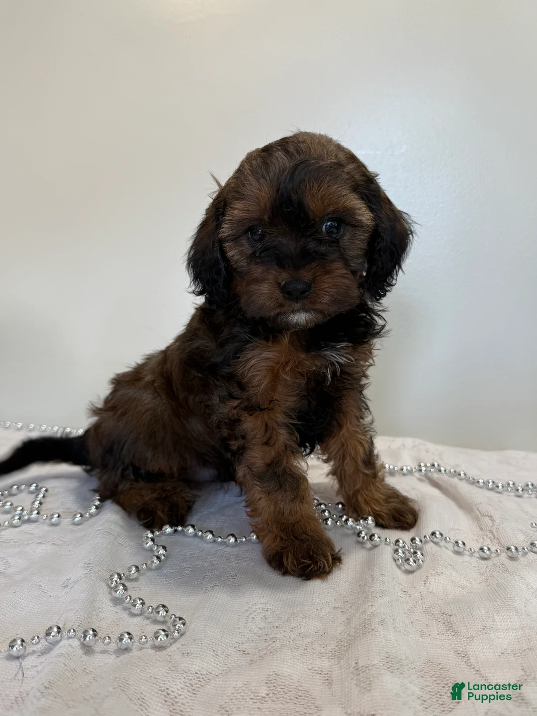 Cavapoo dogs for sale: Coffee Cavapoo  - Ad 2