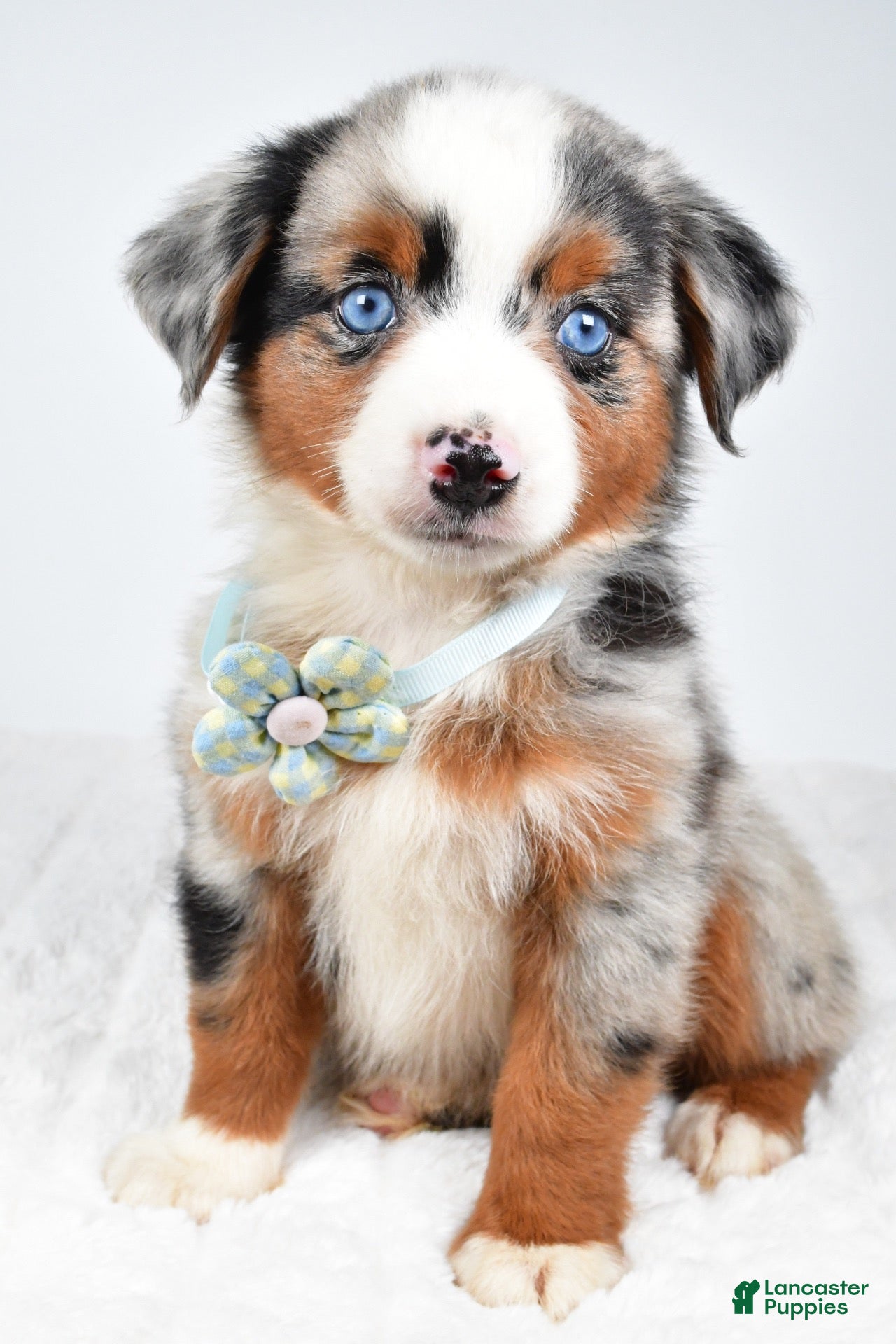 Miniature Australian Shepherd dogs Ami - Ad 1