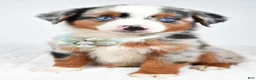Miniature Australian Shepherd dogs for sale: Ami - Ad 1
