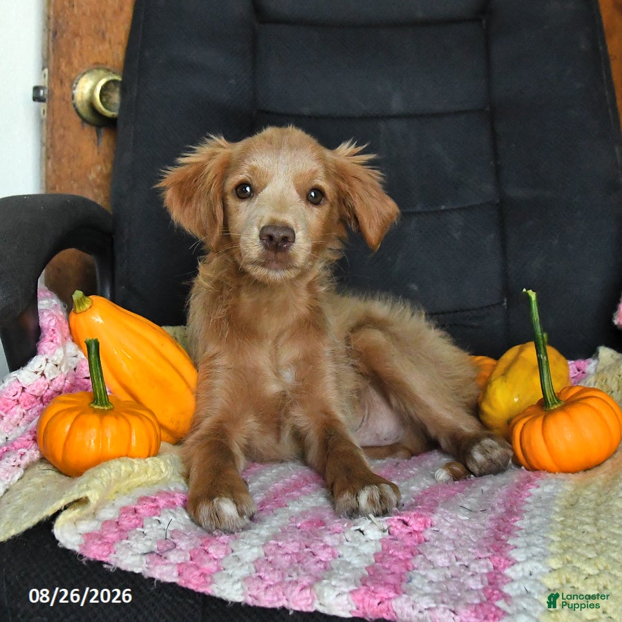 Cavapoo dogs Luke - Ad 2