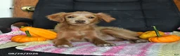 Cavapoo dogs for sale: Luke - Ad 2