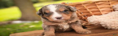 Barley F1 Mini Bernedoodle 
