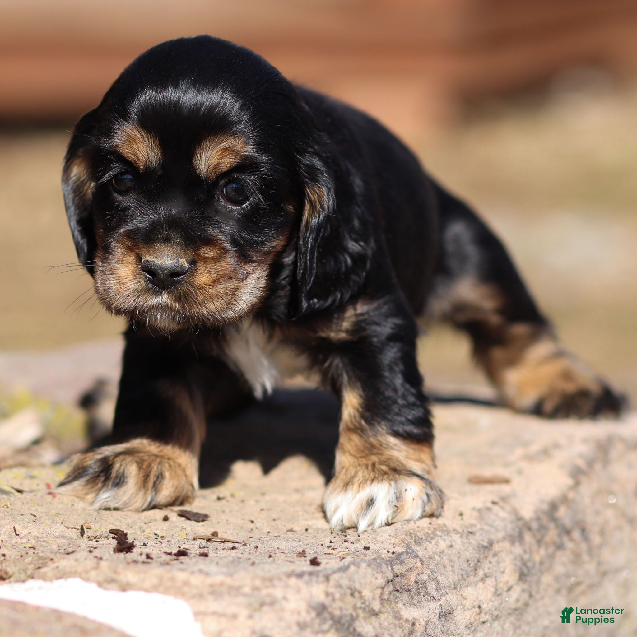 Cocker Spaniel dogs Blossom Cocker Spaniel Puppy  - Ad 1