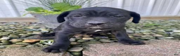 Cane Corso dogs for sale: Jennifer - Ad 3