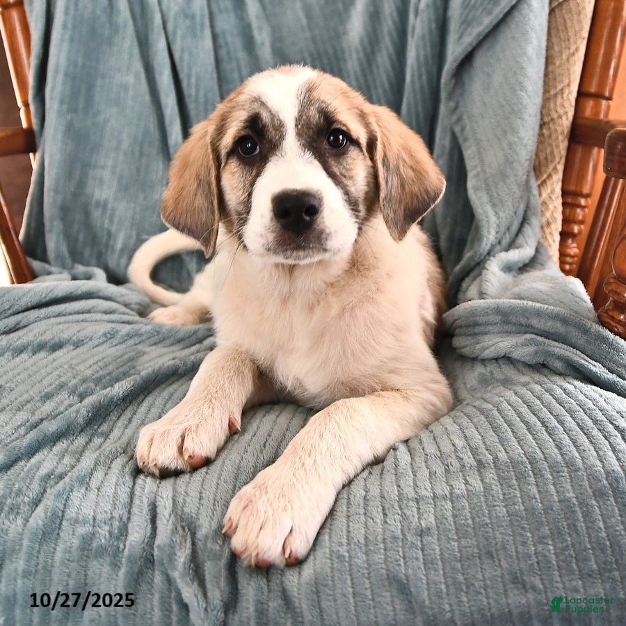 Anatolian Shepherd Puppies for sale Lancaster Puppies