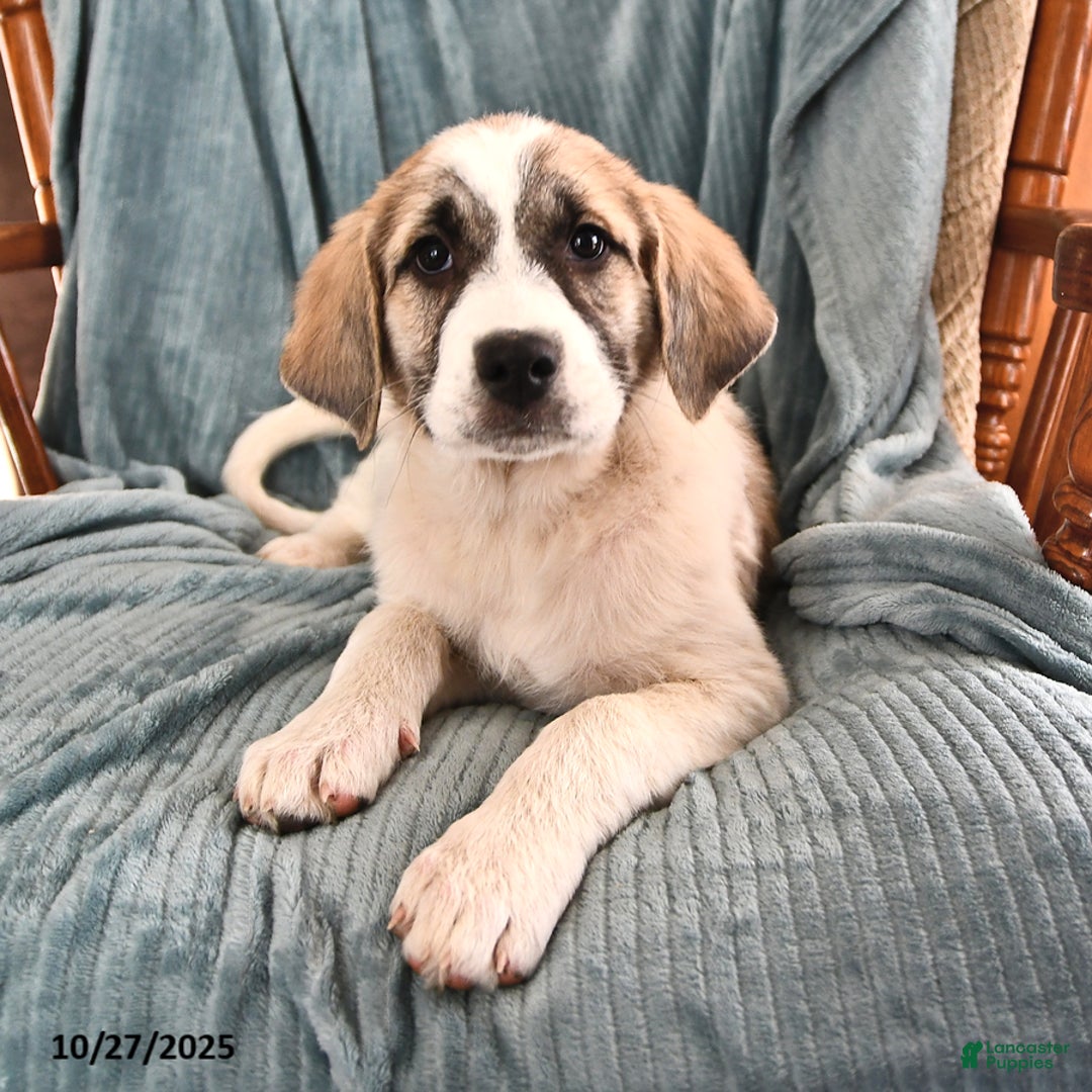 Great Pyrenees Puppies for sale Lancaster Puppies