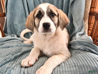 Mixed Breed dogs - Ad 6