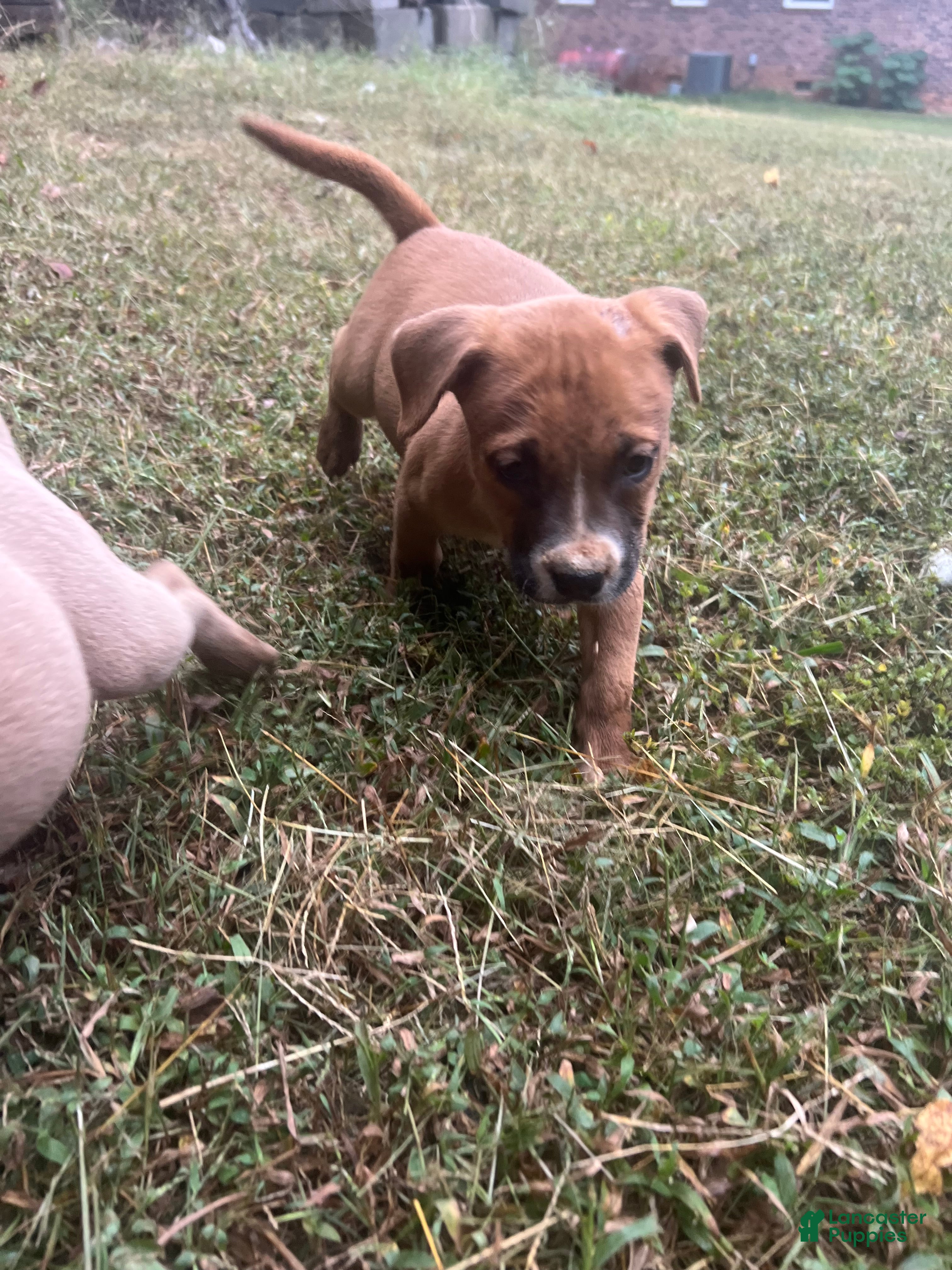 American Pit Bull Terrier dogs American Pit Bull Terrier 5 - Ad 10