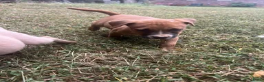 American Pit Bull Terrier 5
