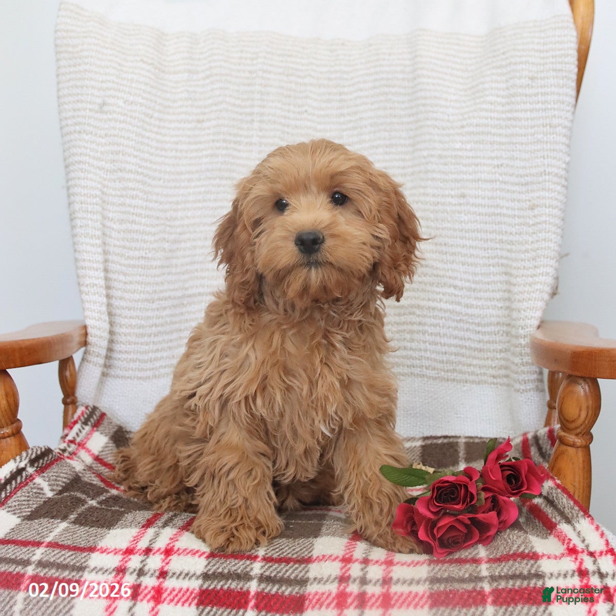 Cockapoo dogs Joy - Ad 16