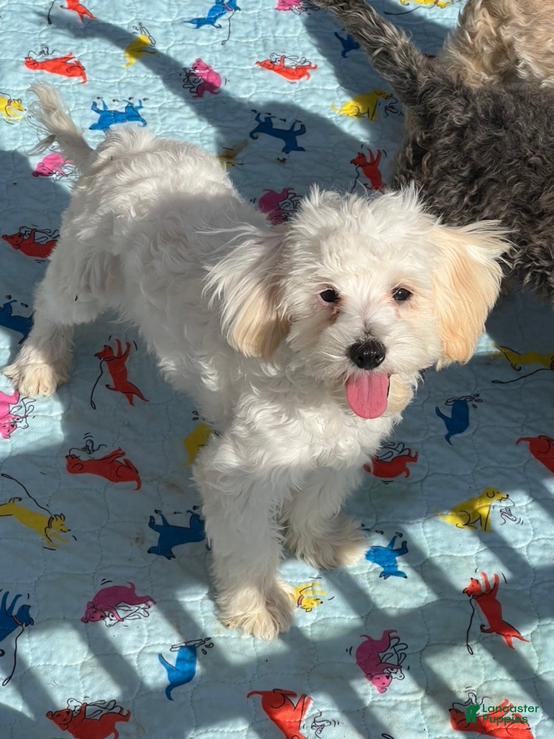 Maltipoo dogs for sale: Snowman - Ad 3