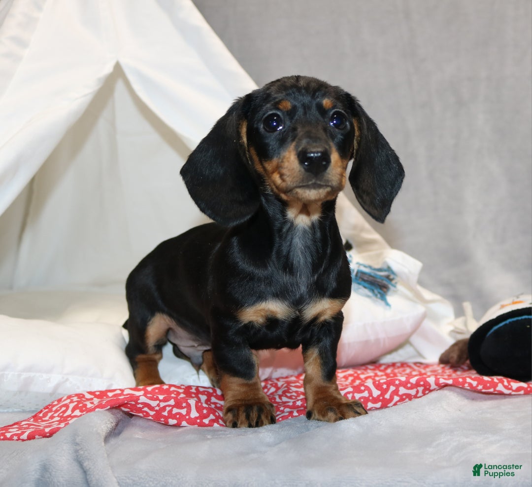 Miniature Dachshund dogs for sale: Hugo - Ad 2