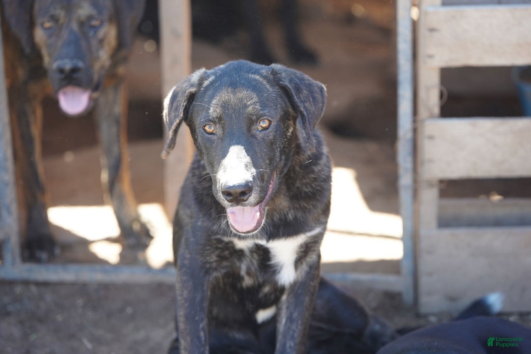 Mixed Breed dogs for sale: Bear Tiscar Farm Dog - Ad 1