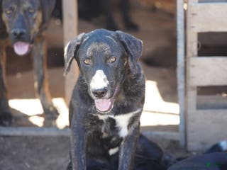 Mixed Breed dogs Bear Tiscar Farm Dog - Ad 3
