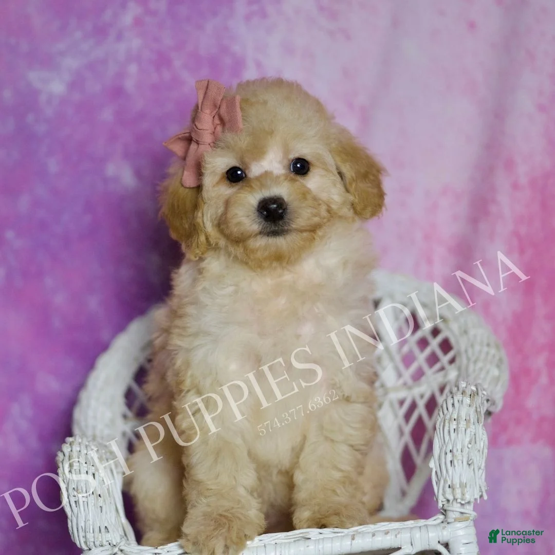 Toy Poodle dogs for sale: Bunny - Ad 1