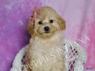 Toy Poodle dogs Bunny - Ad 21