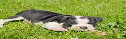 Mixed Breed dogs for sale: Mini Bulldog Tuxedo Boy - Ad 4