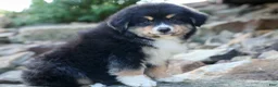 Miniature Australian Shepherd dogs for sale: LINCOLN [ new pictures] - Ad 7