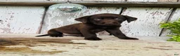 Labrador Retriever dogs for sale: Sally  - Ad 3