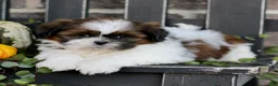 Shih Tzu dogs for sale: Mavis  - Ad 4