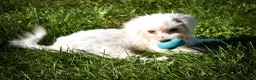 Maltese dogs for sale: Mason 🦴 - Ad 5