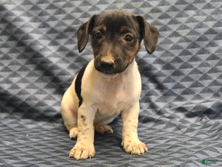 Jack Russell Terrier dogs - Ad 20