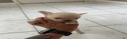 French Bulldog dogs for sale: Fluffy male - Ad 2