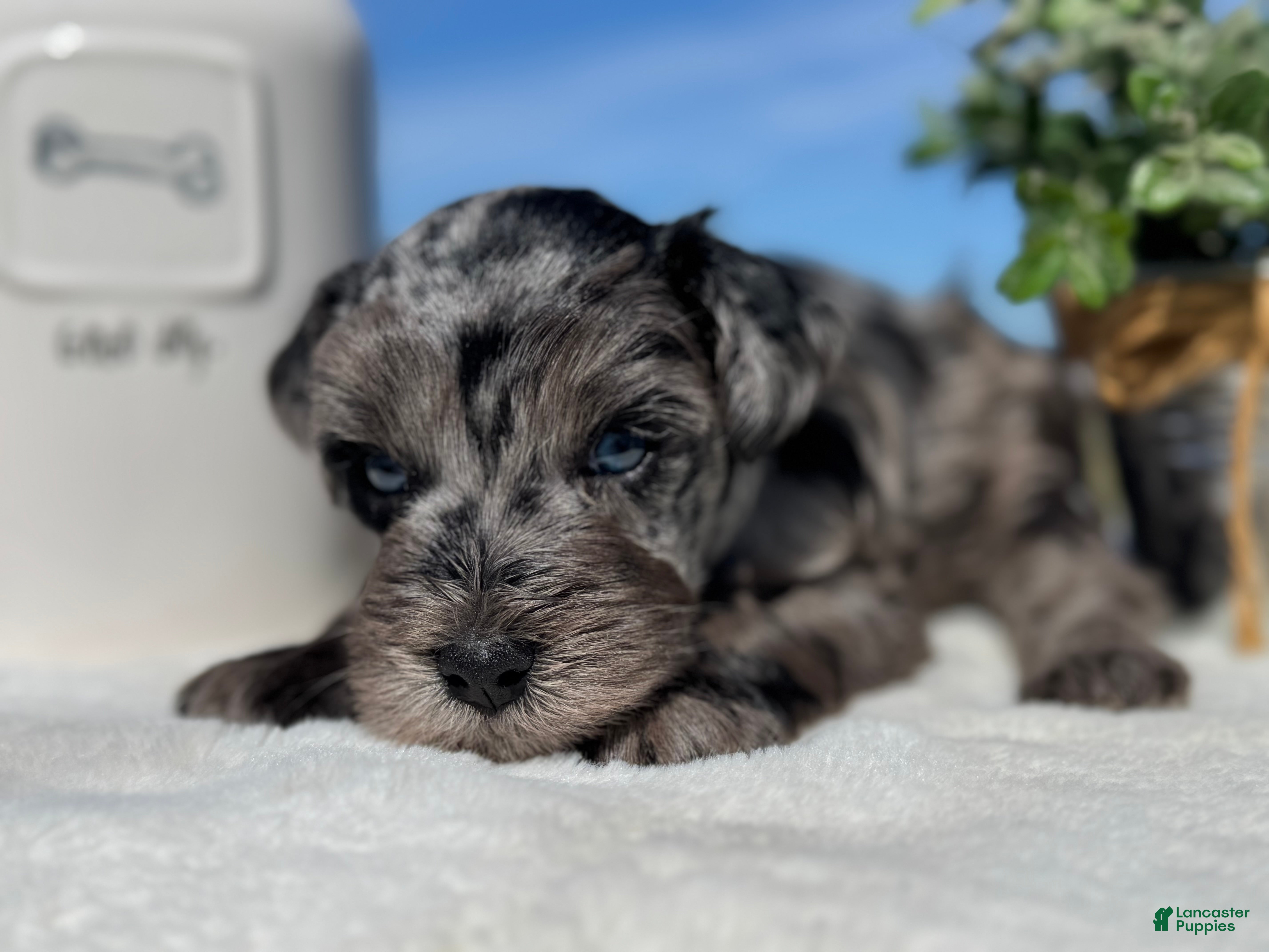 Miniature Schnauzer dogs Iceman - Ad 1