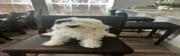 Mini Goldendoodle dogs for sale: Toy Goldendoodle Male - 10lbs Est. Adult Weight - Ad 5