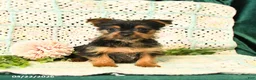 Yorkshire Terrier dogs for sale: Duke - Ad 1