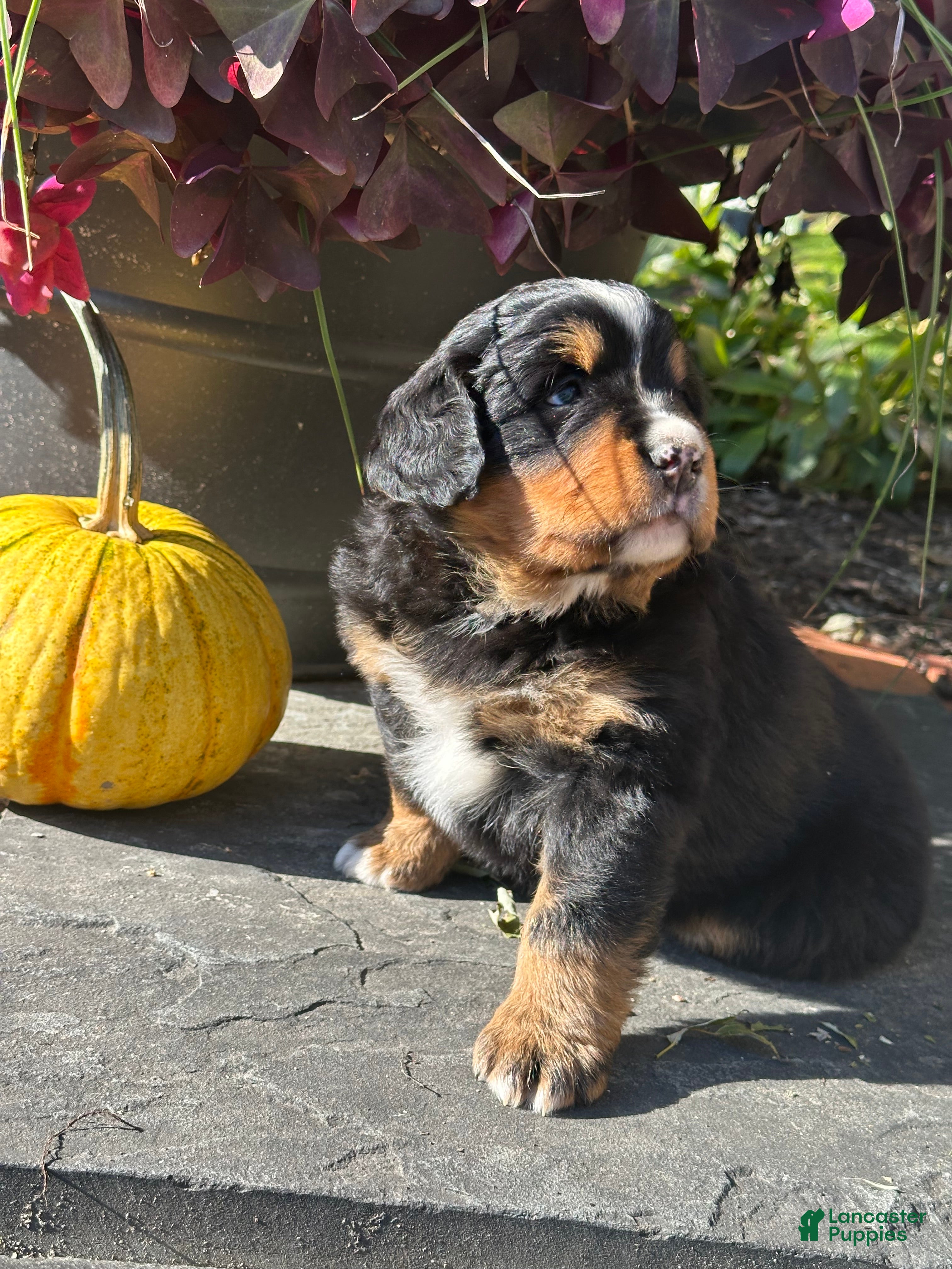Mini Bernedoodle dogs for sale: Gemelli - Ad 2